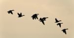 Image Of A Swarm Of Ducks Flying In The Sky Stock Photo