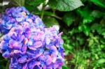 Purple Flowers In Rainy Season Stock Photo