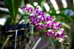 Rhynchostylis Gigantea Orchid Flowers Stock Photo