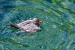 Inca Tern (larosterna Inca) Stock Photo