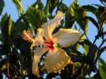 White Hibiscus Stock Photo