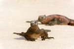 Marine Iguana On Galapagos Islands Stock Photo