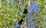 Beautiful Postcard With A Blackbird Sitting Stock Photo