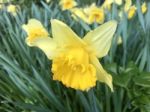 Narcissus In The Garden Stock Photo