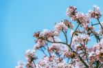 Cherry Blossom In Spring. Spring Season Background, Sakura Season In Korea. Soft Focus Stock Photo