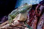 Iguana In Zoo Stock Photo