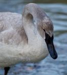 Beautiful Photo With A Cute Swan On The Ice Stock Photo