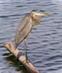 Postcard With A Great Blue Heron Standing On A Log Stock Photo