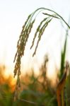 Rice Field Stock Photo