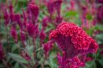 Red Chinese Wool Flower Close Up Garden Background Outdoor, Celosia Argentea L. Var. Cristata (l.) Kuntze Stock Photo