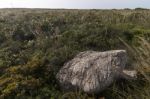 Mediterranean Native Vegetation Stock Photo