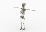 Human Skelton Stock Photo