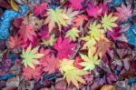 Maple In Autumn In Korea Stock Photo