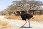 Ostrich In National Park In Ethiopia Stock Photo