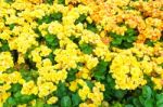 Yellow Begonia Flower In Garden Stock Photo