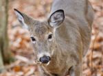 Beautiful Photo With A Cute Wild Deer Standing In Forest Stock Photo