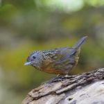 Streaked Wren Babbler Stock Photo