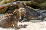 Marine Iguana On Galapagos Islands Stock Photo