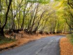 Autumnal Scene In The Sussex Countryside Stock Photo