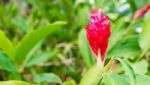 Beauty Of Red Flower Stock Photo