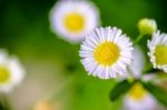 Closeup Daisy Flower Stock Photo