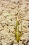 Small Plant In Dry Brown Soil Stock Photo