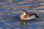 Ringed Teal (callonetta Leucophrys) Stock Photo