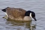 Beautiful Isolated Picture With A Cute Canada Goose In The Lake Stock Photo