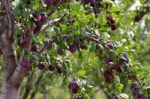 Plum Fruit Garden In Summer Stock Photo