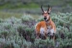 Curious Pronghorn Stock Photo