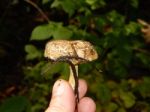 Collection And Preparation Of Autumn Edible Mushrooms  Stock Photo