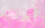 Blossom Pink Roses And Bokeh Background Stock Photo