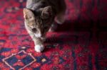 Cute Kitten On Red Carpet, Stock Photo