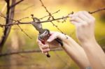 Pruning Fruit Tree - Cutting Branches At Spring Stock Photo