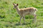 Fallow Deer (dama Dama) Stock Photo