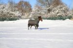 Horse In The Snow Stock Photo