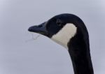 Beautiful Image Of A Cute Canada Goose Stock Photo