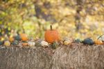 Pumpkins On Hay Stock Photo