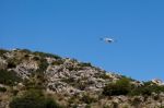 Benalmadena, Andalucia/spain - July 7 : Juvenile Andean Condor ( Stock Photo