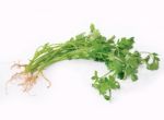 Fresh Coriander Or Cilantro Herb Stock Photo