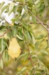 Bee On Pear In Orchard Stock Photo