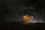 Cookeina Tricholoma With Dark Background And Fog Stock Photo