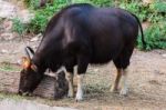 Black Wild Bull Eating Grass Stock Photo