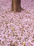 Pink Trumpet Tree Stock Photo