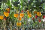 Yellow And Red Pepper Capsicum On The Pepper Tree Stock Photo