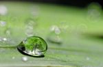 Tree In Drop Of Water Stock Photo