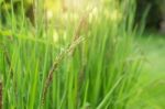 Rice Growing In Field Stock Photo