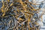 Laminaria (kelp) Seaweed On Sea Sand Stock Photo