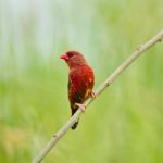 Male Red Avadavat Stock Photo