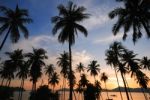 Silhouette Of  Coconut Tree Stock Photo